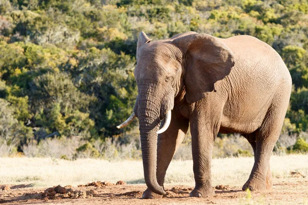 Szükségük van a nap - afrikai elefánt Bush — Stock Fotó