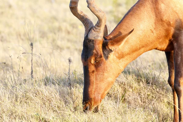 Głodny - Burchell firmy Zebra — Zdjęcie stockowe