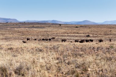Cradock manzarada siyah Wildebeest  