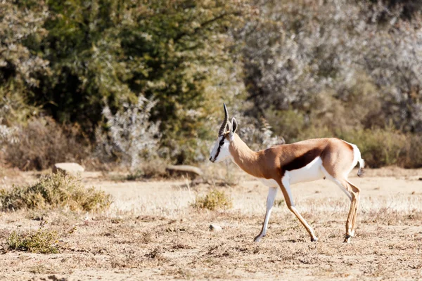 Springbok Walking - Parco faunistico — Foto Stock