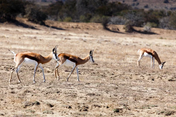 La vida de un Springbok - Wildlife Park —  Fotos de Stock