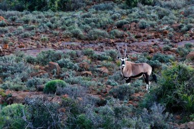 Oryx - alan - doğal yaşam parkı - Beaufort West Gemsbok