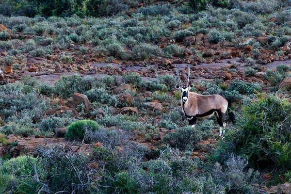 Oryx - přímorožec v poli - Wildlife Park - Beaufort West — Stock fotografie