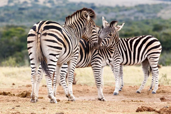 Kiss Kız - Burchell's Zebra — Stok fotoğraf