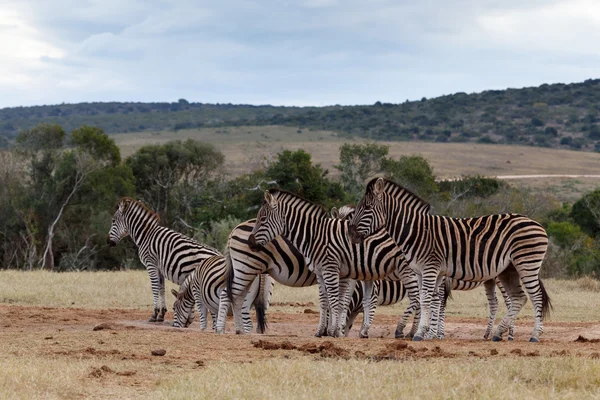 Ruhezeit am Damm - Burchell 's Zebra — Stockfoto