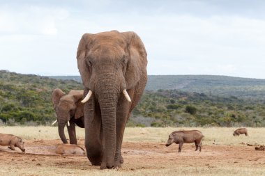 Düz Size Geliyor - Afrika Bush Elephant