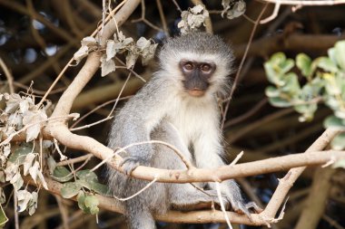 It's Monkey Time - Vervet Monkey