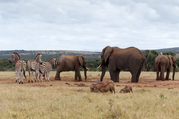 Čas na jídlo a pití-slon africký — Stock fotografie