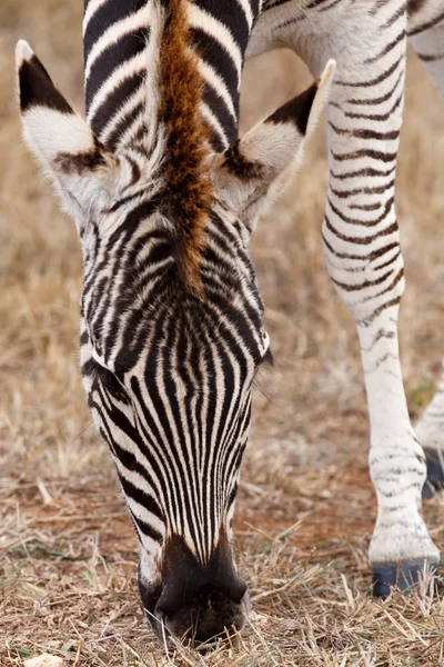 Vista frontale di una zebra di Burchell — Foto Stock