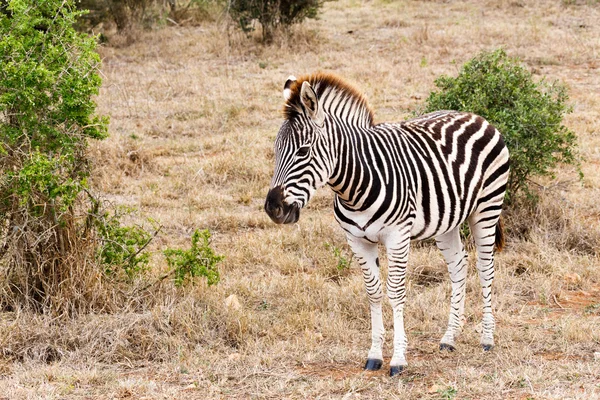 Walking In The Field - Burchell's Zebra — ストック写真