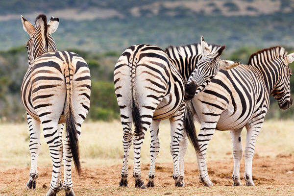 Don't look, need to scratch my bum - Burchell's zebra is a southern subspecies of the plains zebra. It is named after the British explorer and naturalist William John Burchell.