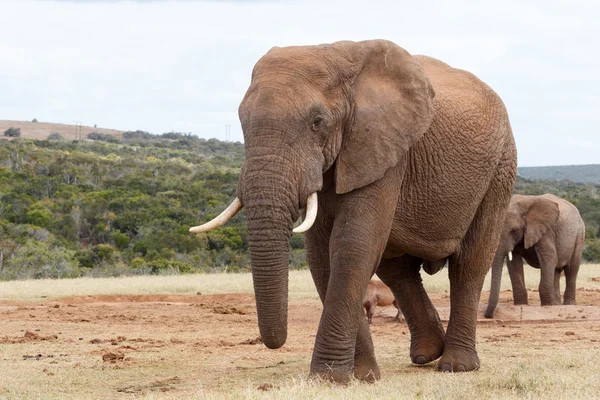 Saját Oldalnézetem-afrikai Bush elefánt — Stock Fotó