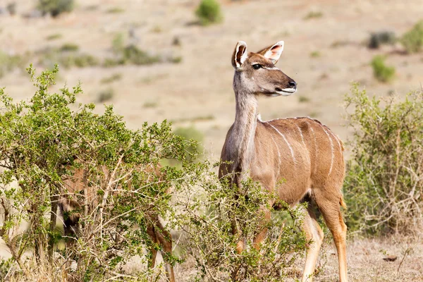 Opschieten we moeten gaan-vrouwelijke kudu — Stockfoto