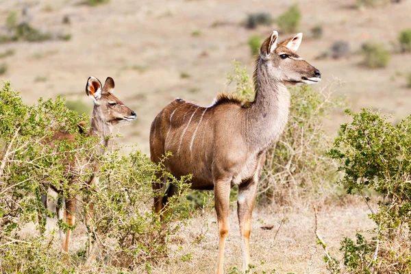 Where Do We Go From Here - Female Kudu — Zdjęcie stockowe