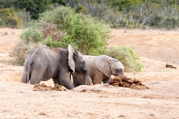 Ven a jugar conmigo - Elefante africano Bush — Foto de Stock