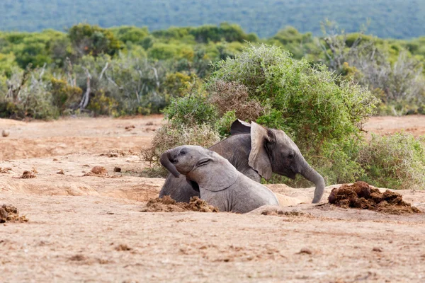 Diversão no sol - Africano elefante Bush — Fotografia de Stock