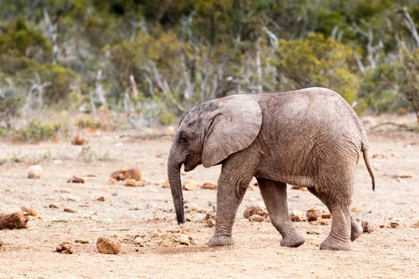 Tartsa fejjel lefelé-az afrikai Bush elefánt — Stock Fotó