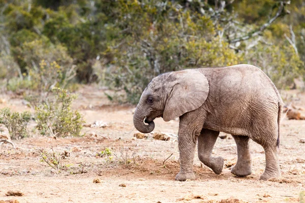 A séta-afrikai Bush elefánt — Stock Fotó