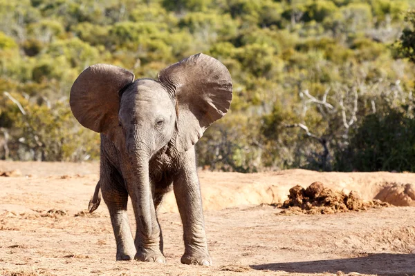 Megjelenítve off-afrikai Bush elefánt — Stock Fotó