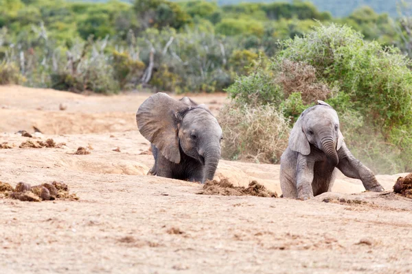 Follow Me-afrikai Bush elefánt — Stock Fotó