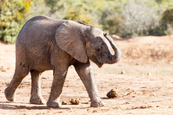 Mentek így-az afrikai Bush elefánt — Stock Fotó