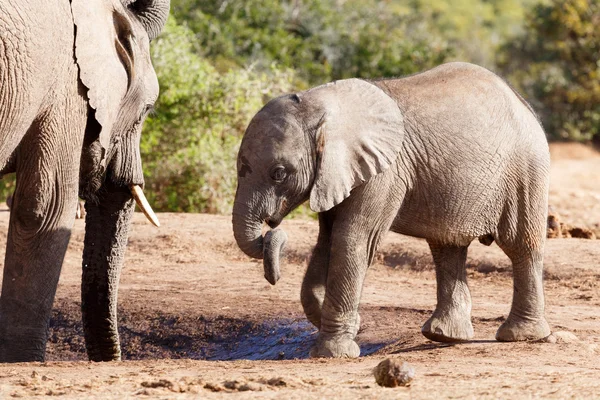Rumpfdrehung - Afrikanischer Buschelefant — Stockfoto
