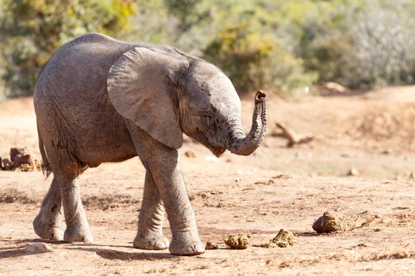 Boldog gondolatok - afrikai elefánt — Stock Fotó