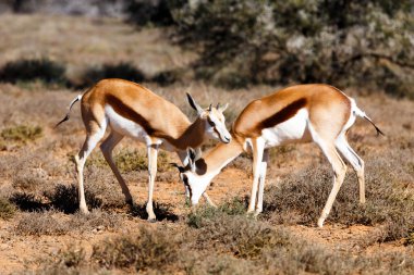 Springboks soğutma - doğal yaşam parkı