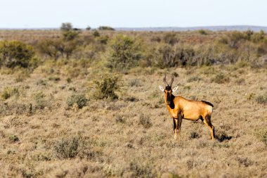 Kırmızı kalp hayvan alan - doğal yaşam parkı - Beaufort West içinde