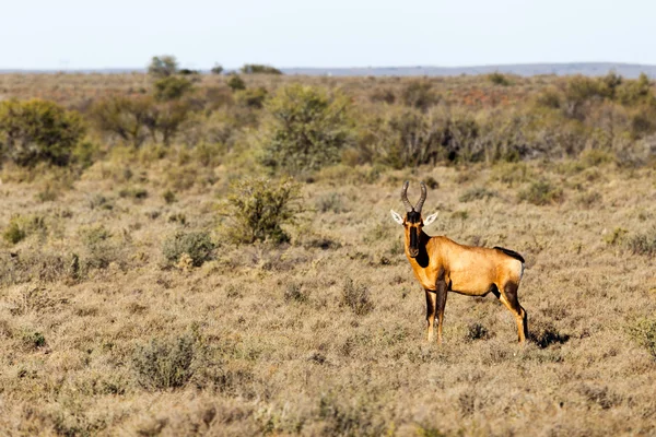 Bestia del cuore rosso nel campo - Parco faunistico - Beaufort West — Foto Stock