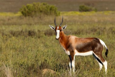 Bontebok in The Perfect Pose clipart