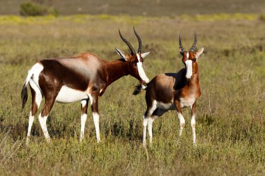 Birbirimizi kokulu bontebok