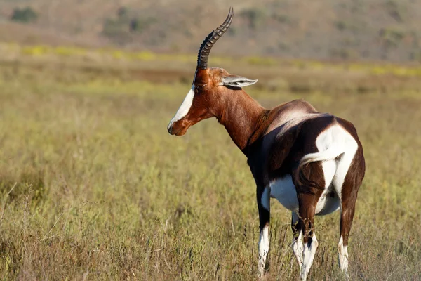 Bontebok mirando apedreado —  Fotos de Stock