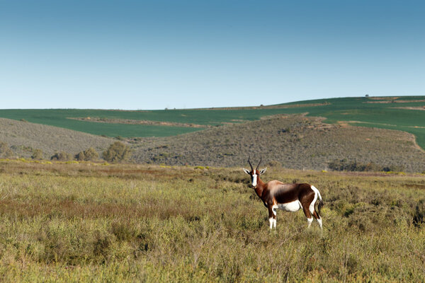 Bontebok in a wide open field