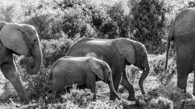 Afrika Bush Elephant ailesi baraja yürüyor