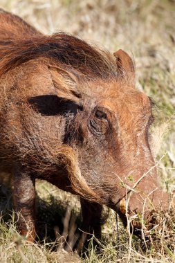 Kafası çimenlerde olan sıradan yaban domuzu.