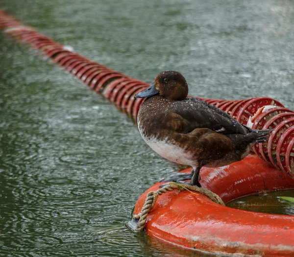 Pato en una boya — Foto de Stock