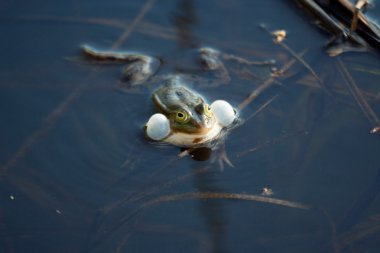 Kurbağa bir bataklıkta croaking