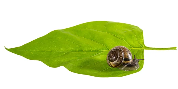 Медленно ползает на зеленом листе маленькой коричневой улитки — стоковое фото