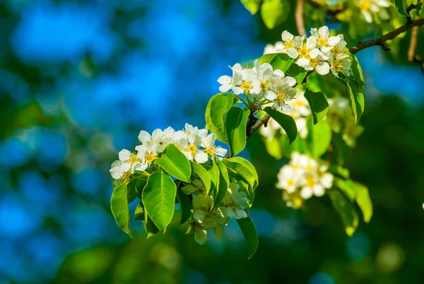 Ramos de árvore florescente com flores brancas — Fotografia de Stock