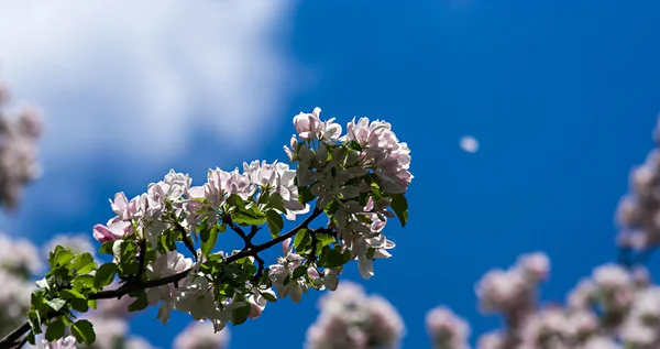 Rami di albero fiorito con fiori rosa pallido — Foto Stock