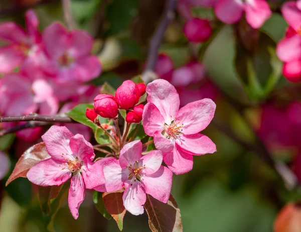 Rami di albero fiorito con fiori rosa pallido — Foto Stock