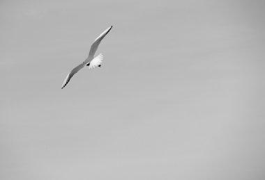 Martılar gri gökyüzü üzerinde uçuş