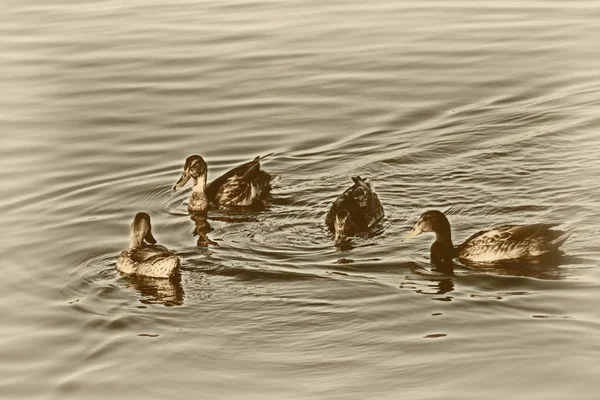 Молоді качки повільно плавають біля спокійного блакитного озера — стокове фото