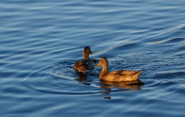 Junge Enten treiben langsam durch den ruhigen blauen See — Stockfoto