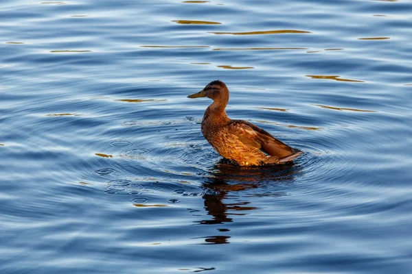 Young duck slowly floating by the calm blue lake — Stock Photo, Image
