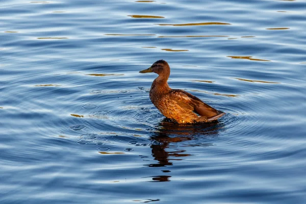 Junge Ente schwimmt langsam am ruhigen blauen See — Stockfoto