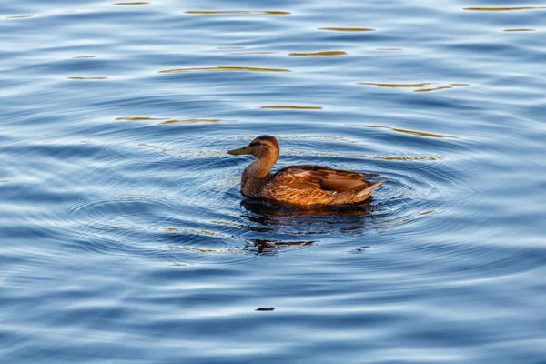 Молода качка повільно плаває біля спокійного блакитного озера — стокове фото