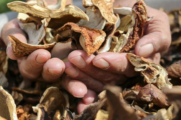 Um monte de cogumelos secos. Homem idoso segura em suas mãos um monte de bons cogumelos secados.Boleto de cogumelos. Cep boletus — Fotografia de Stock