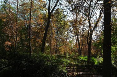 Sonbahar, orman, El Retiro Parkı, Madrid, İspanya, Avrupa. Yüksek kalite fotoğraf